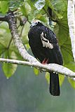 Blue-throated Piping-Guan